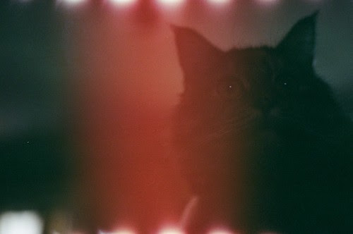 Gracie + Light Leak