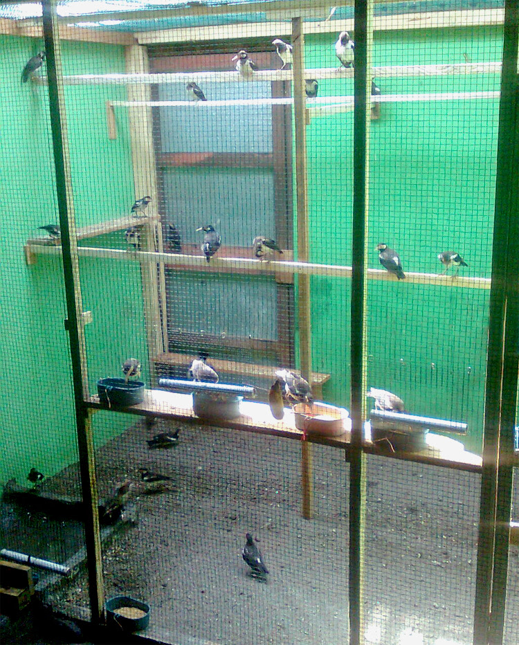 Anakan jalak suren dalam kandang koloni besar.