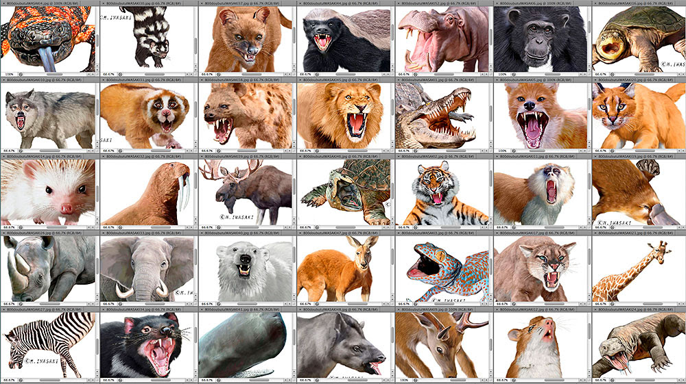 動物作品