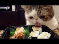 Very funny PETS & ANIMALS! Laughter GUARANTEED - Funny animal ompilation