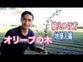 [コンプリート！] オリーブの木 地植え 314264-オリーブの木 地植え 時期