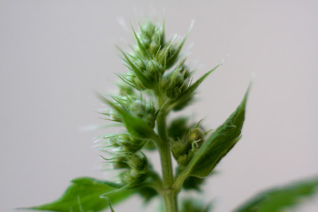 catnip buds