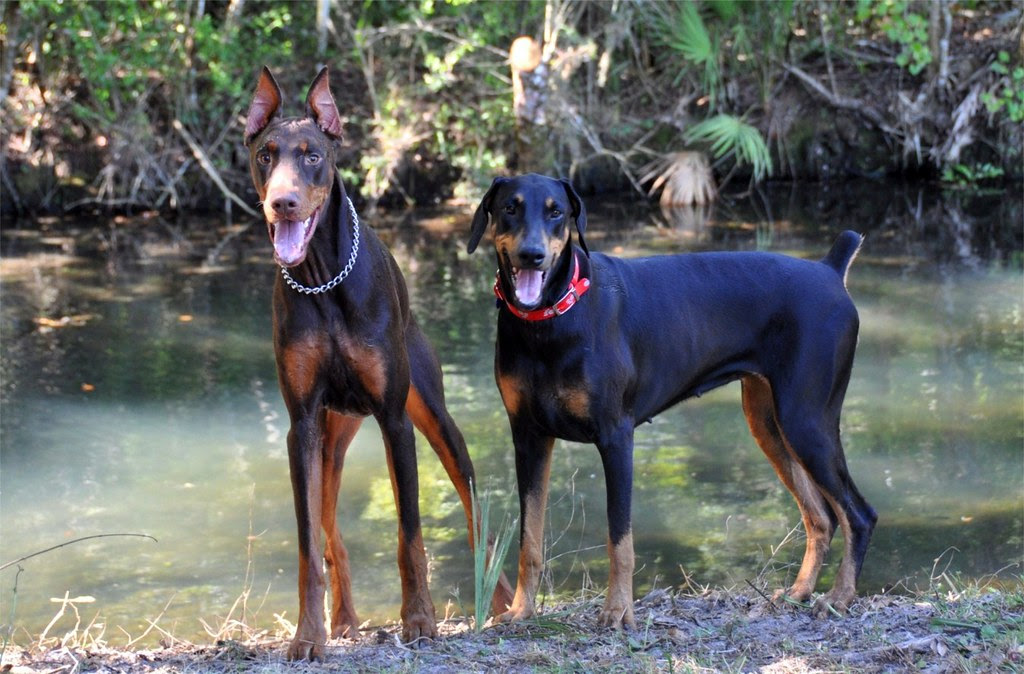 DOBERMAN PUPPIES FOR SALE | Doberman puppies for sale ...