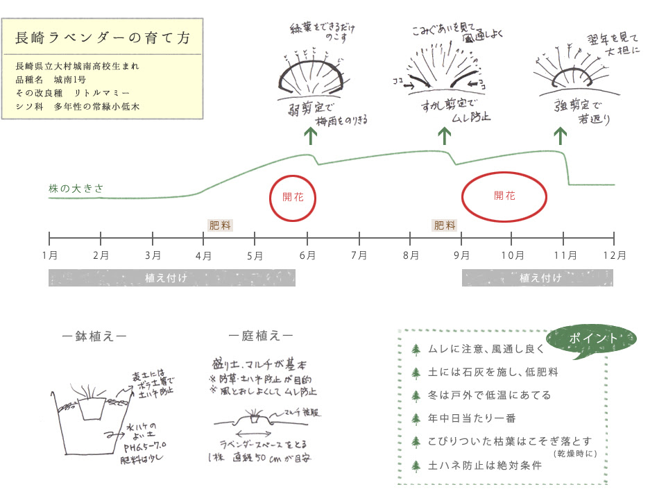 長崎ラベンダーの育て方