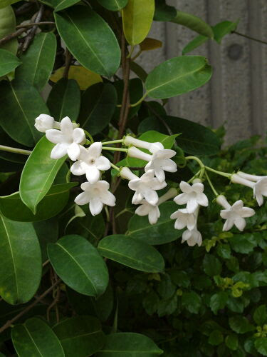 マダガスカルジャスミンとは ヤサシイエンゲイ