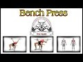 Bench Press Chest Workout Exercise #1 for men by - WS Fitness and Bodybuilding