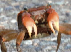 アカテガニ 暮らしとの関わり 昨日 15 7 24 鯖石川河口付近に朝早く海浜植物を撮りに出かけた 安政橋付近の直線道路の15mの先の道の真ん中に何か小さな動物が横切っているのが眼についた その動物は道路中央で動きを止めたので望遠レンズで