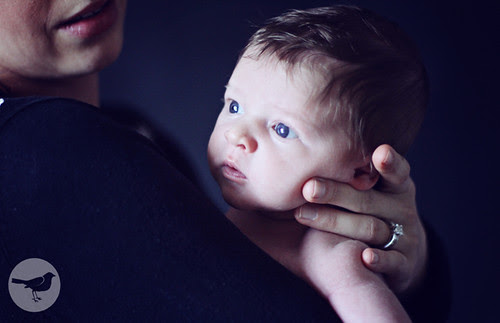 Jaxon 539