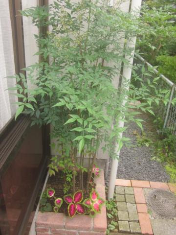 青い実が付き始めたナンテン 南天 の木 猫と園芸