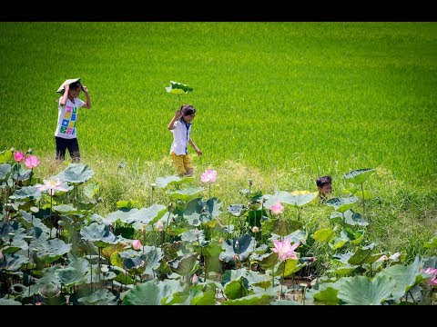 Đồng Tháp có gì chơi | địa điểm du lịch Đồng Tháp
