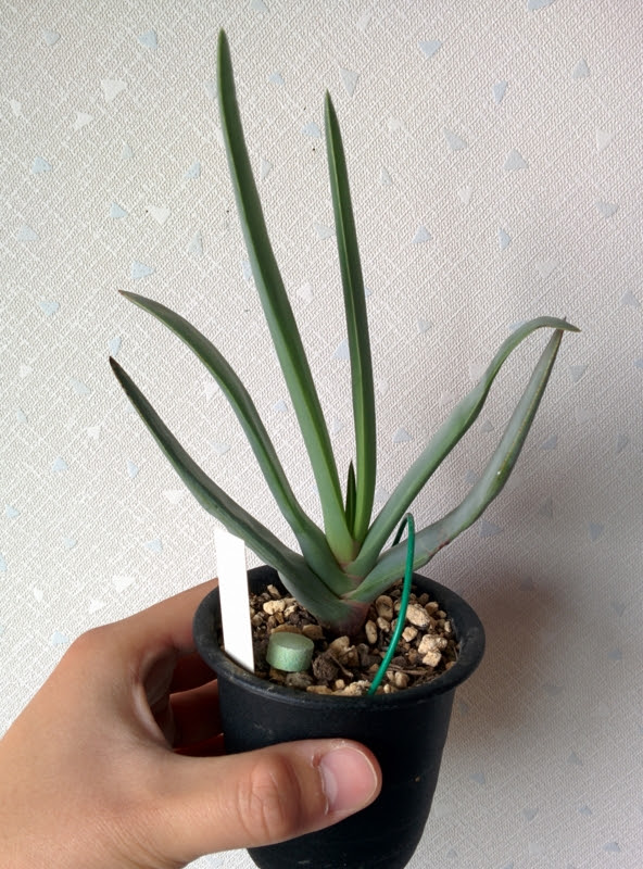 瀕死状態だったアロエプリカティリスが見事に復活した Yoshida Lab S Blog