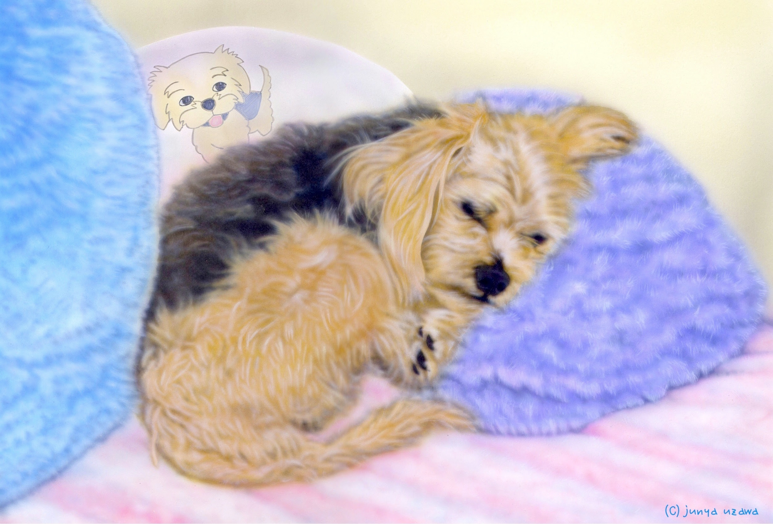 リアルイラスト どうぶつの絵 Precedence 安心して眠れる場所 Junya Blog 猫 犬 リアリズム絵画