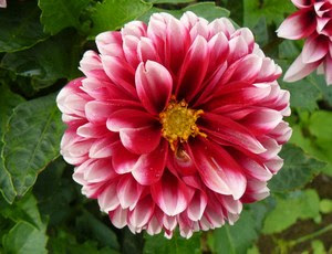 荒井の花畑で 太輪のダリアの花が咲く アメセルのブログ