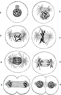 blank microscope worksheet ETC ClipArt Cell Division blank microscope worksheet ETC ClipArt Cell Division