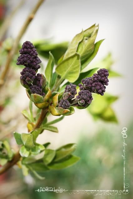 090- lilac buds