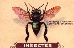 insecte 7