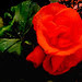 red begonia