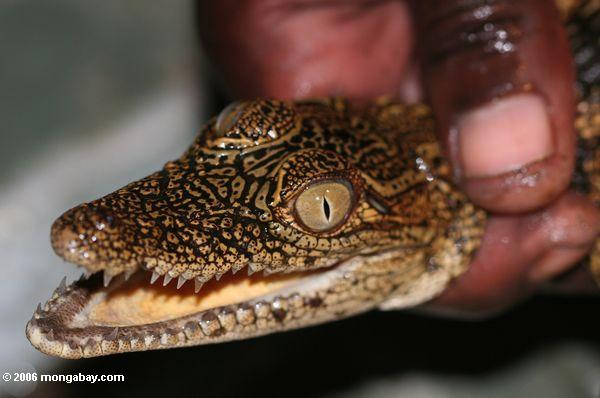 写真 ガイドはワニの赤ちゃんの手のガボンで開催