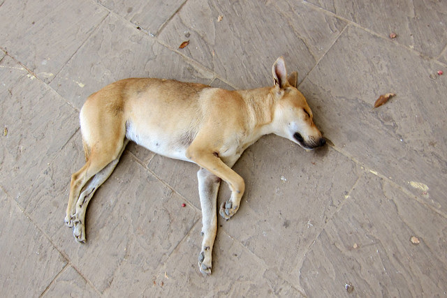 dreaming dog