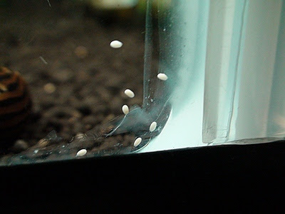 石巻貝 そろそろ兎日記