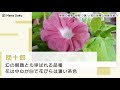 【印刷可能】 朝顔 種類 写真 940817