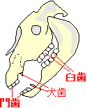 肉食動物と草食動物