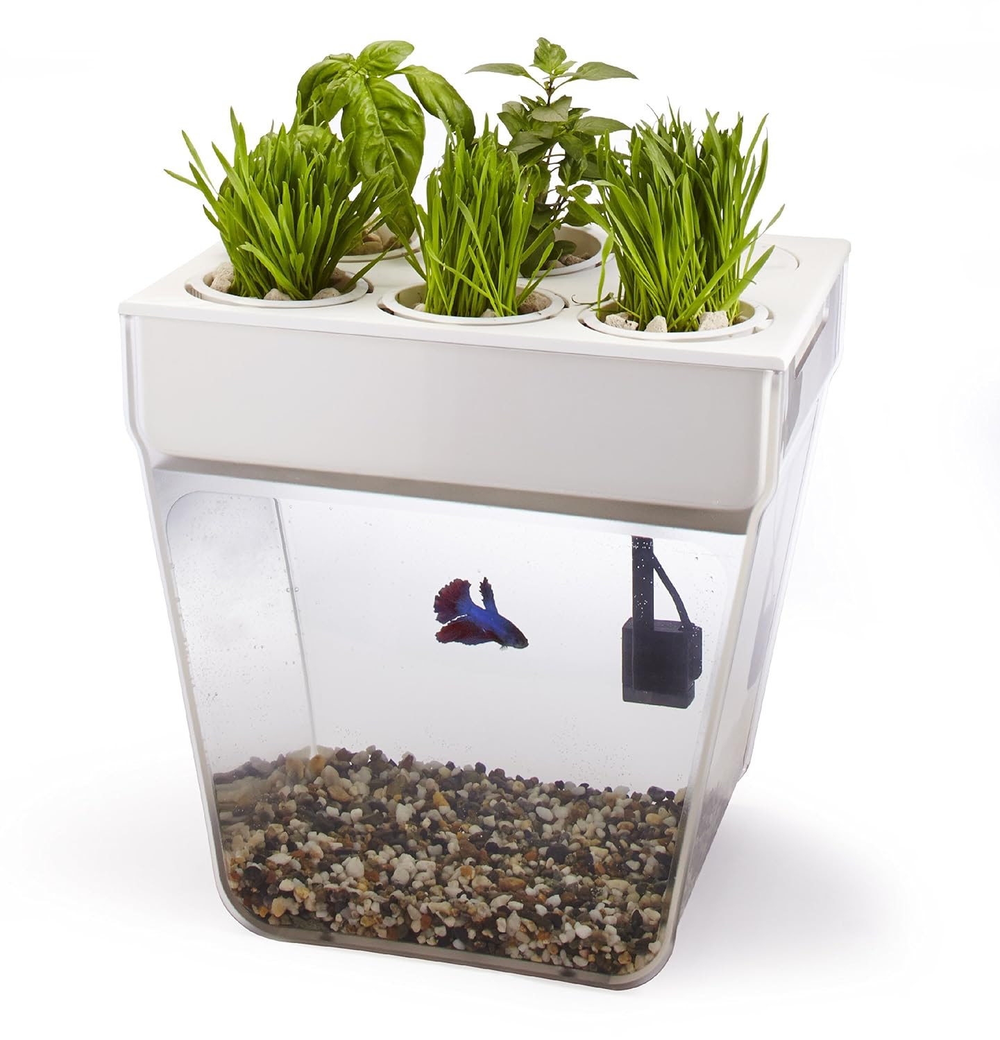 Back To The Roots AquaFarm Self Cleaning Fish Tank That ...