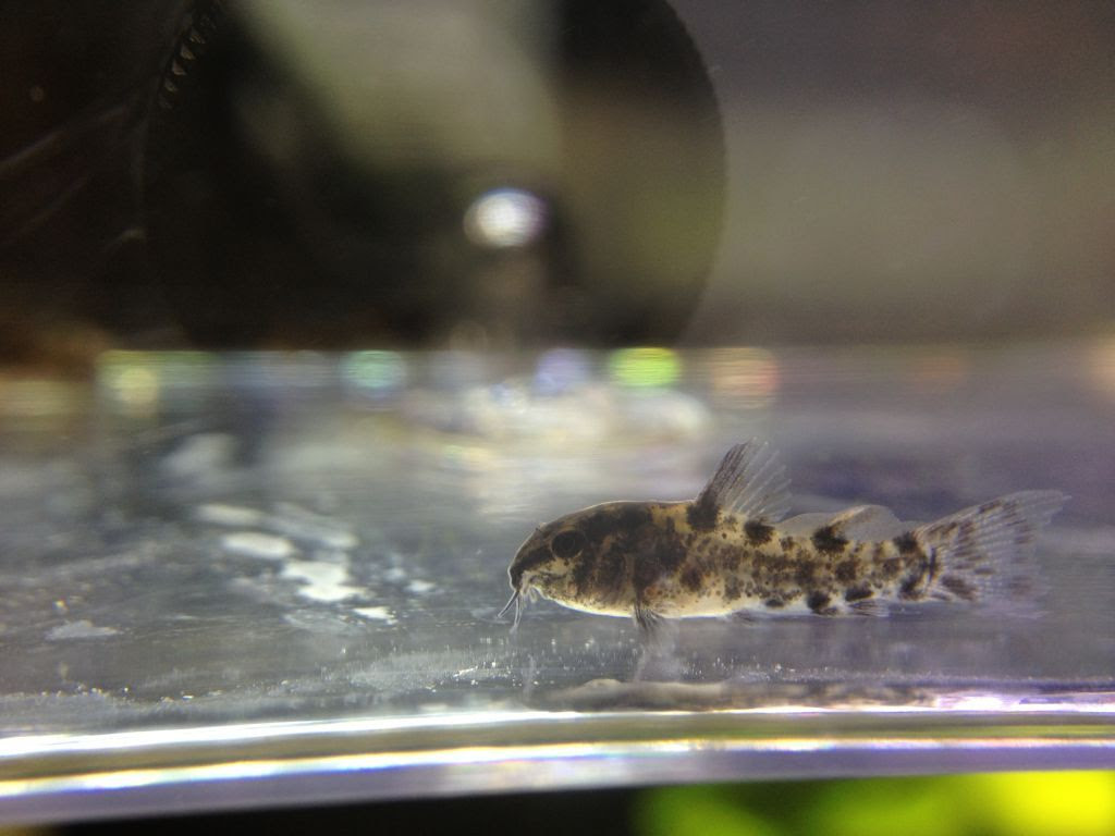 コリドラスに与える餌による成長の違い ひかりクレストカラシン ブラインシュリンプ 稚魚