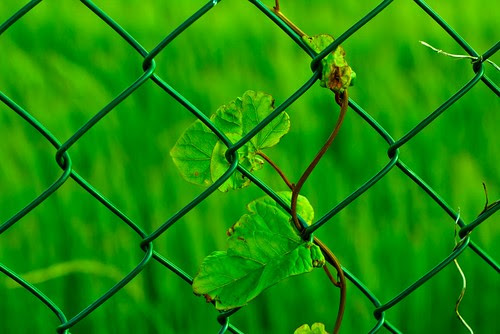 Green..Save nature.. by {deepapraveen very busy with work..back soon