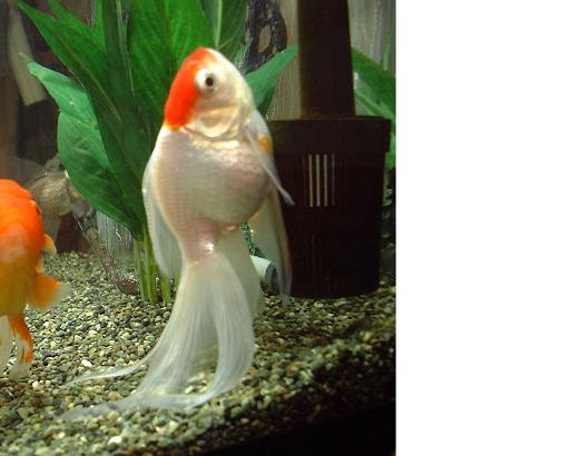 我が家の金魚 金魚のテーマがあったとは Pure 楽天ブログ