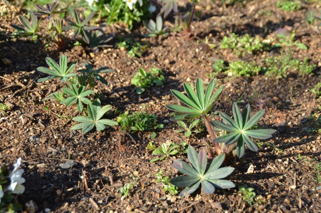 秋にまいた国華園 タキイの花の種 冬を越せた苗とダメだった苗 ラブラドールのエベリンコ