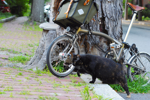 Tree Cat