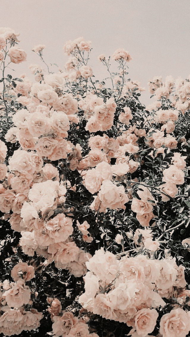 Iphone Aesthetic Lockscreen Background Tumblr