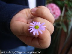 ch - heritage daisy