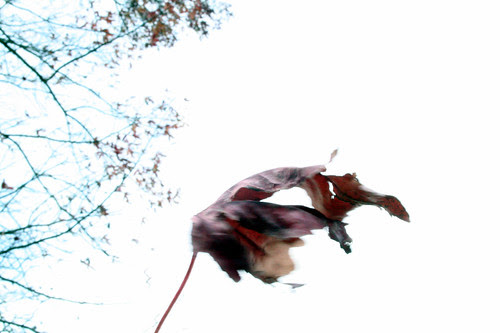 leaves falling on grey