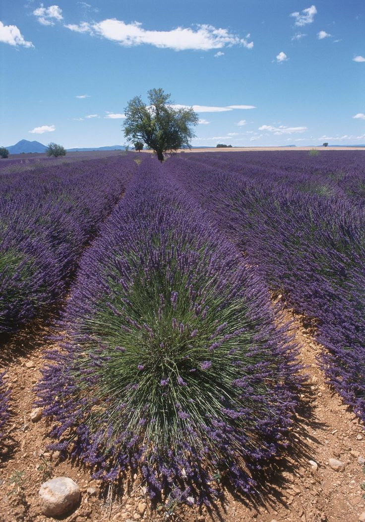 Lavendel pflege