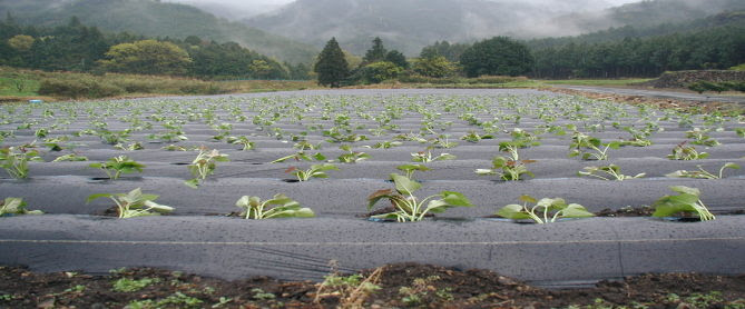 平成２６年春用 サツマイモの芋苗予約中 隼人瓜 ハヤトウリ はやとうり 千成瓜 販売 金太郎倶楽部