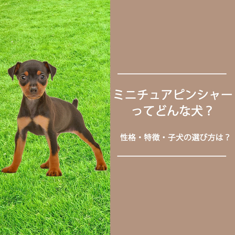 ミニチュアピンシャーってどんな犬 性格 特徴 子犬の選び方は