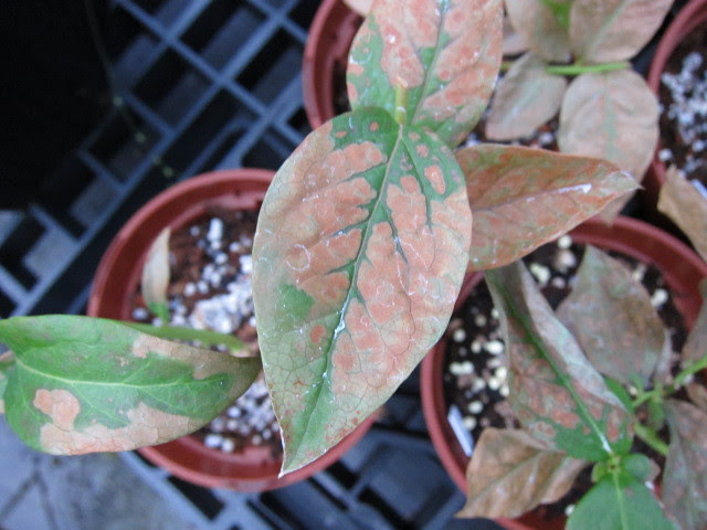 最も欲しかった ブルーベリー 肥料やけ 誕生 日 ライン 友達