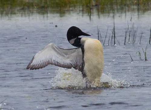 Common Loon
