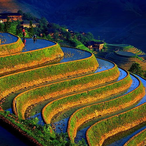 Rizieres en terrasses de Longji Sud Chine