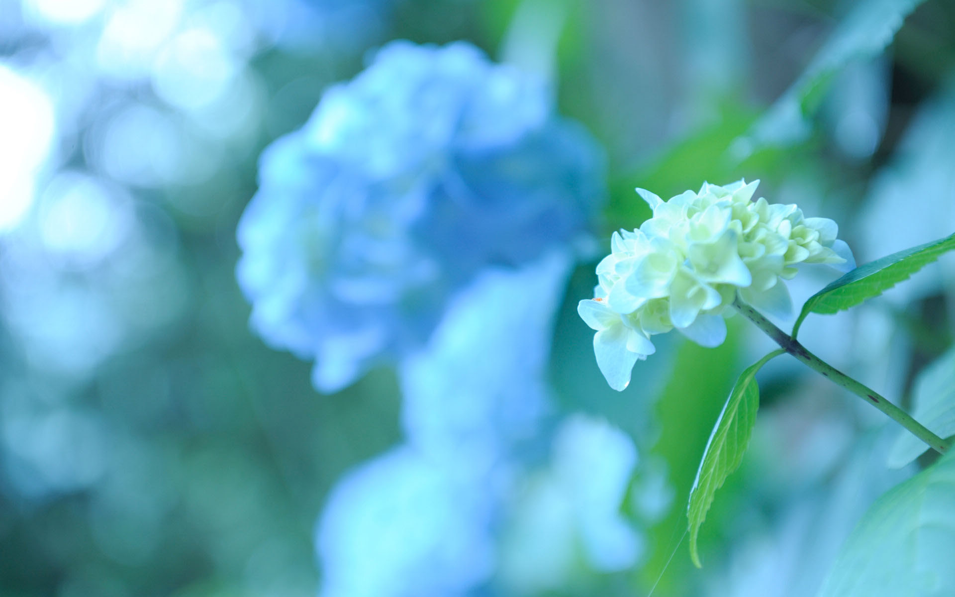 安卓 Android 花卉绣球花八仙花紫阳花洋绣球绣球护眼壁纸高清手机壁纸免费下载 安心市场 用安卓 要安心