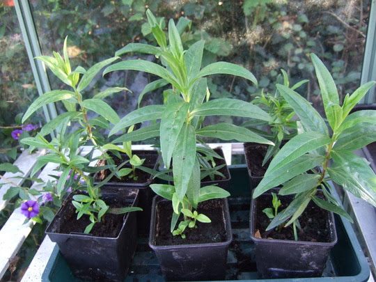 You can just see the roots starting to develop on the prepared cuttings.