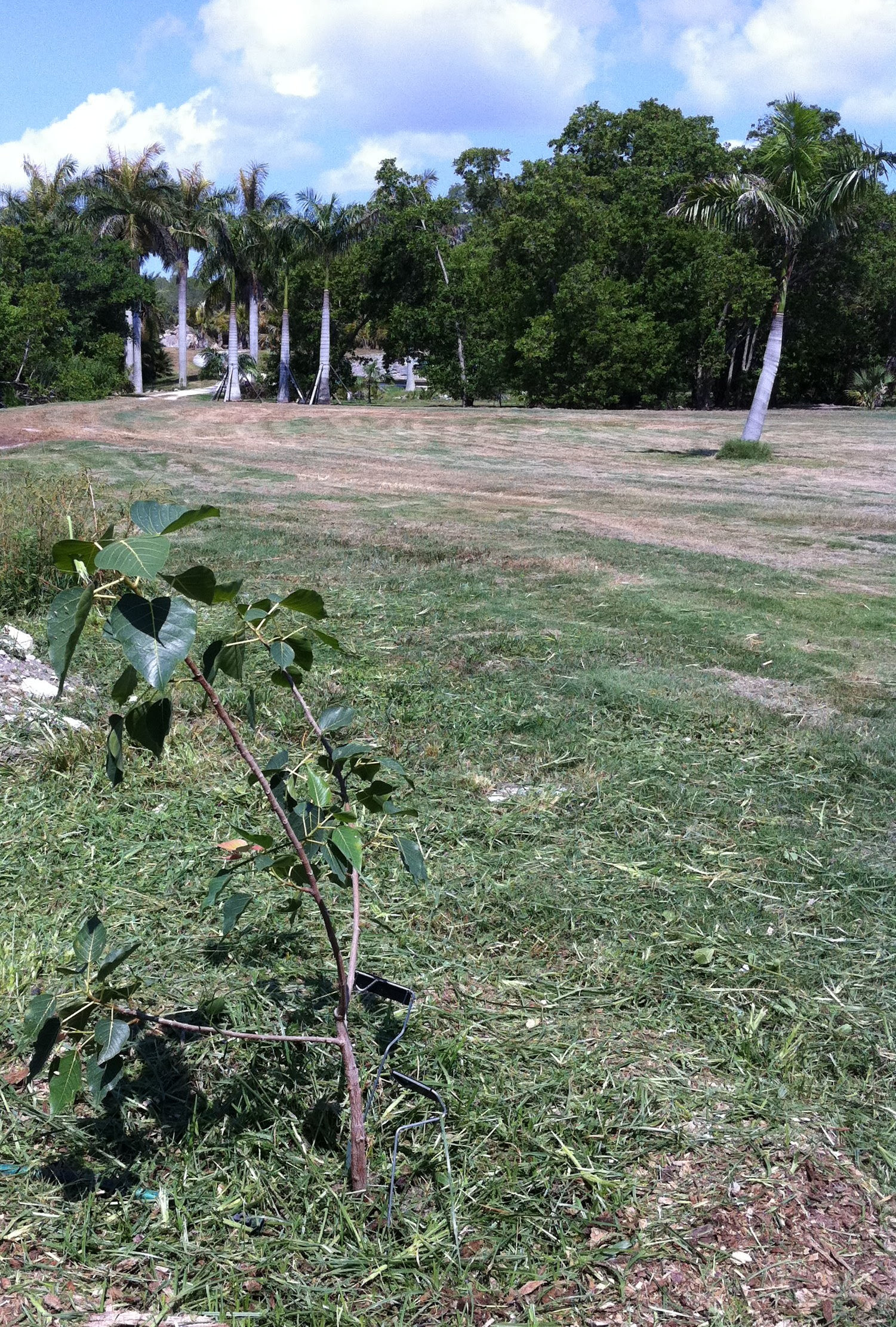 Ficus religiosa