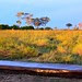 Sieben-Länder-Tour - Botswana