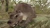 Thylacoleo