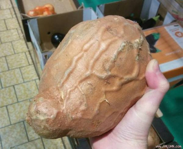 Trong khi củ khoai tây nào cũng có vỏ mềm mịn thì dường như củ khoai này đang chuẩn bị “nổi cơn thịnh nộ“, gân guốc thế kia cơ mà.