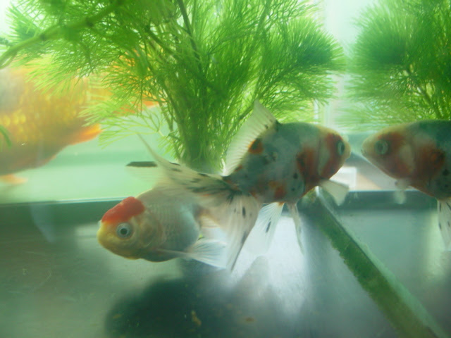 金魚 リアルファッション 楽天ブログ
