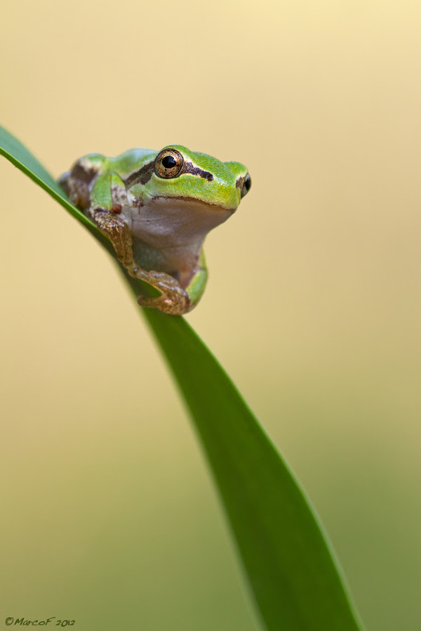 500px favs, rg443