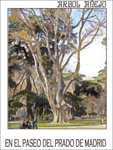 árbol añejo